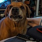 Entry image for Moose