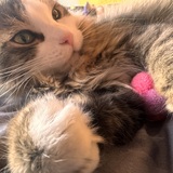 Entry image for Oliver