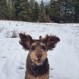 Entry image for Rowdy