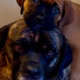 Entry image for Bella & Soleil