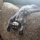 Entry image for Brewer