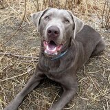 Entry image for Whisky