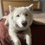 Entry image for Bubba