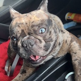 Entry image for Gotti