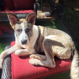 Entry image for Scooter 