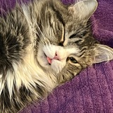 Entry image for Chandler Bing Irwin