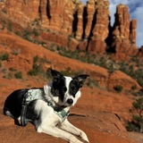 Entry image for Stella