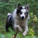 Entry image for Finn