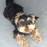 Entry image for Diesel