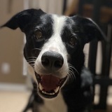 Entry image for Ruby