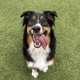 Entry image for Sadie