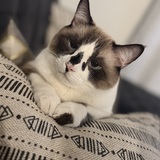 Entry image for Rocket