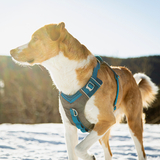 Entry image for Shane