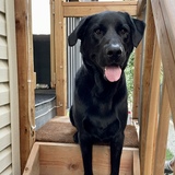 Entry image for Charles Lynn