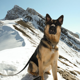 Entry image for Goose