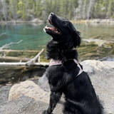 Entry image for Luna