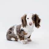 Entry image for Snoopy