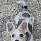 Entry image for Milo