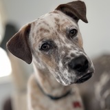 Entry image for Rusty