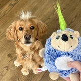 Entry image for Skyler the Wonder Dog