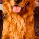 Entry image for Aari