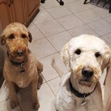 Entry image for Ollie & Griffin 