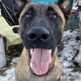 Entry image for Gunner