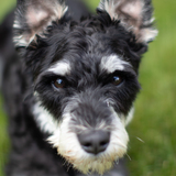 Entry image for Bentley