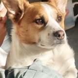 Entry image for Nuggy