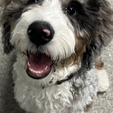 Entry image for Duke