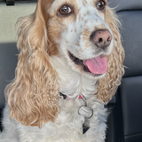 Entry image for Lola