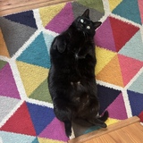 Entry image for Domino 