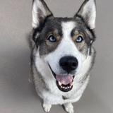 Entry image for Bear