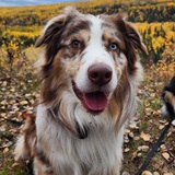 Entry image for Arlo