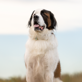 Entry image for Jasper