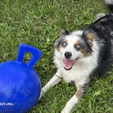 Entry image for Ozzy