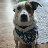 Entry image for Mickey 