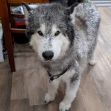 Entry image for Kima