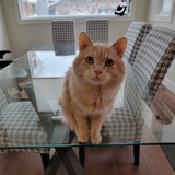 Entry image for Noodles 