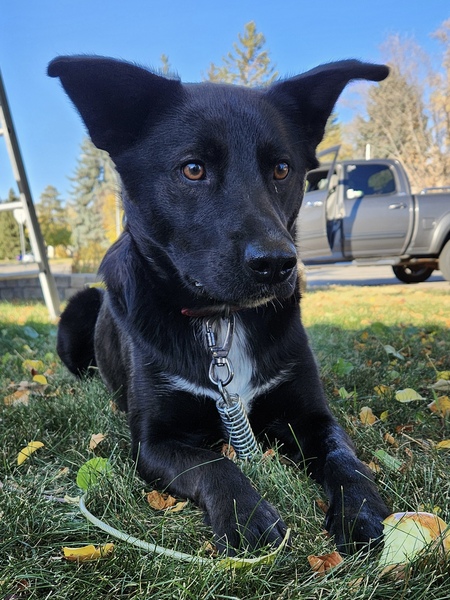 Entry image for Nibbler. Clicking this image will show a larger photo