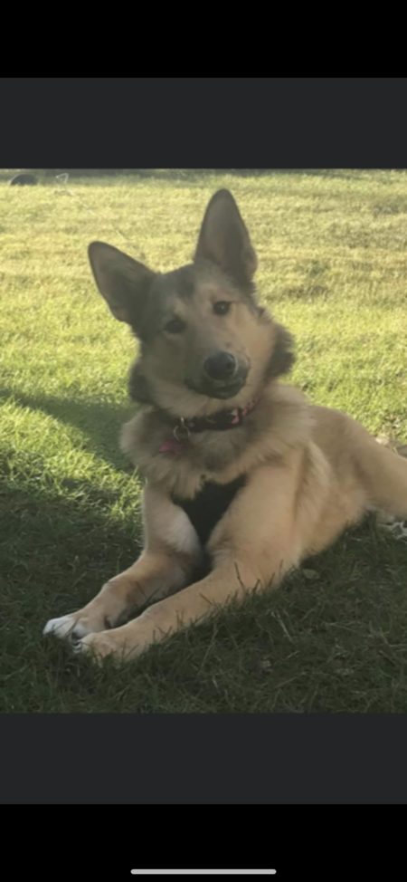 Entry image for Ruby. Clicking this image will show a larger photo