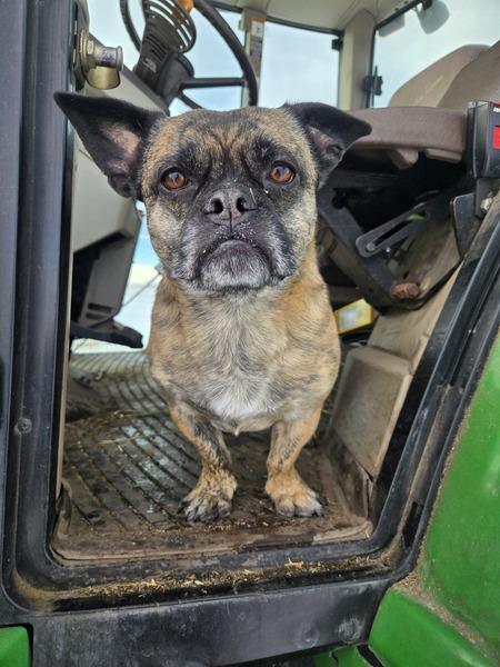 Entry image for Gus. Clicking this image will show a larger photo