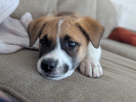 Entry image for Mabel. Clicking this image will show a larger photo