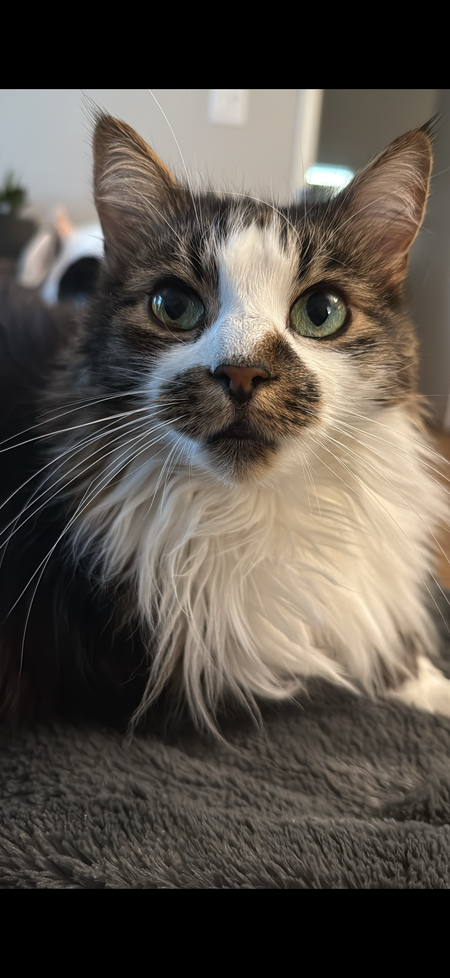 Entry image for Sage. Clicking this image will show a larger photo