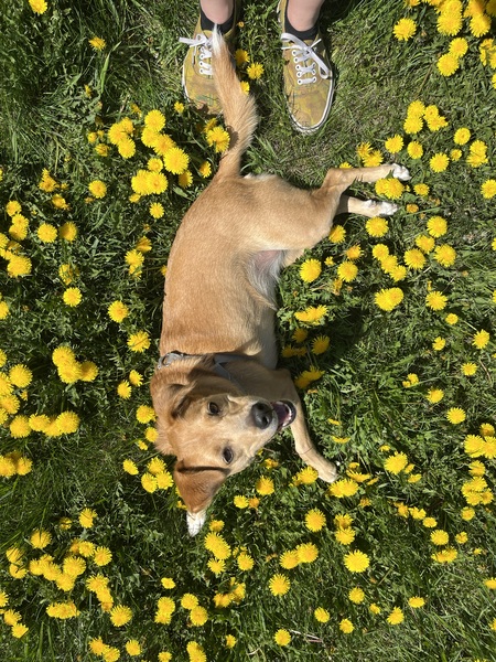 Entry image for Lyra. Clicking this image will show a larger photo