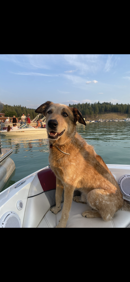 Entry image for Gus. Clicking this image will show a larger photo