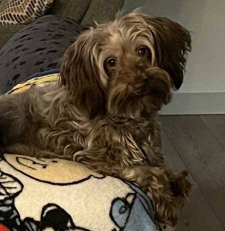 Entry image for Molly. Clicking this image will show a larger photo