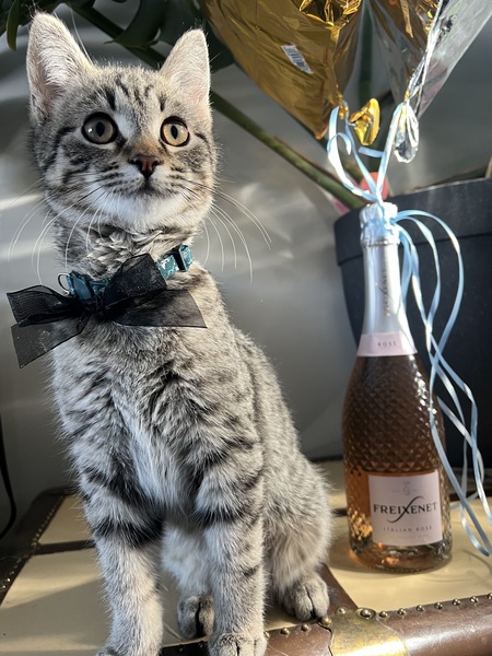 Entry image for Buddy. Clicking this image will show a larger photo