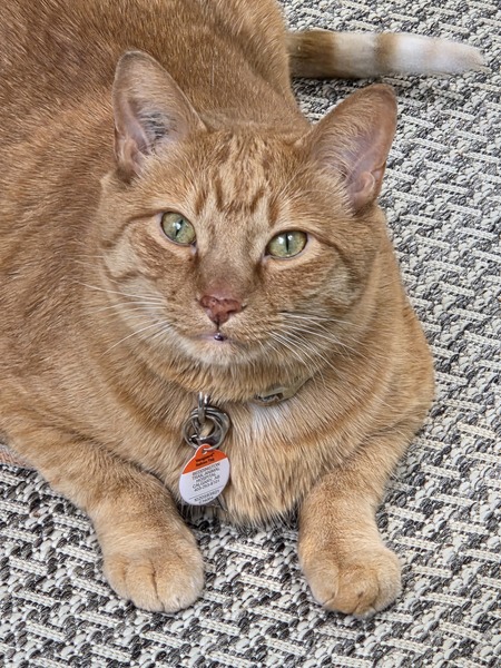 Entry image for Maxie. Clicking this image will show a larger photo