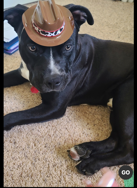 Entry image for Sparky. Clicking this image will show a larger photo